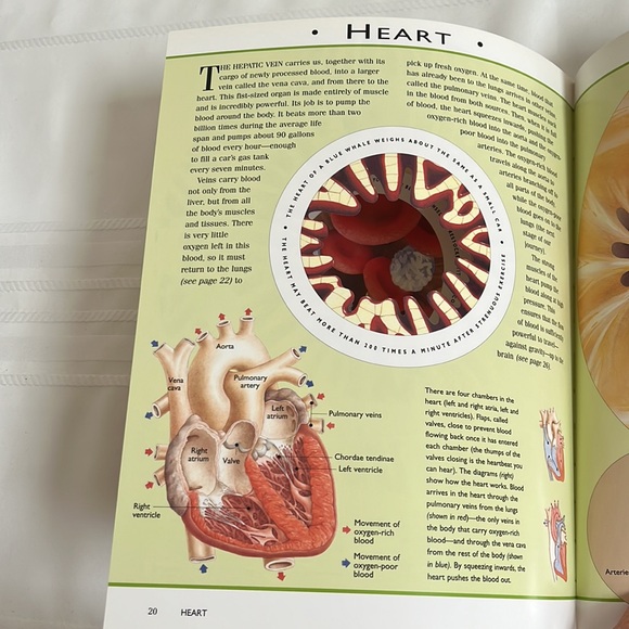 The Incredible Journey Through The Human Body by Nicholas Harris BOOK - Picture 11 of 13